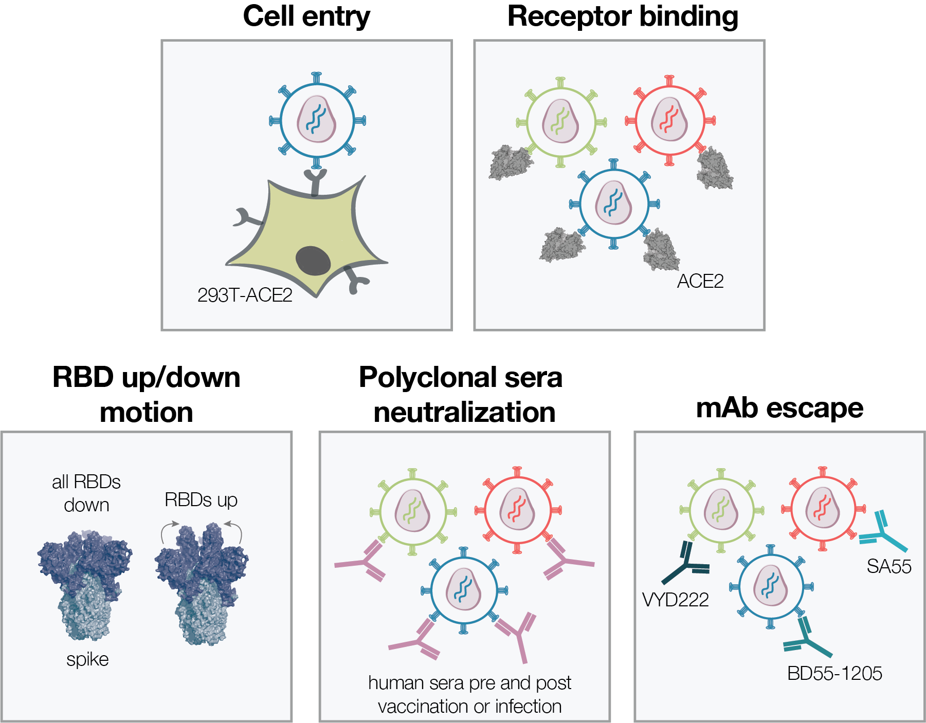 Image for Spike mutations that affect the function and antigenicity of recent KP.3.1.1-like SARS-CoV-2 variants