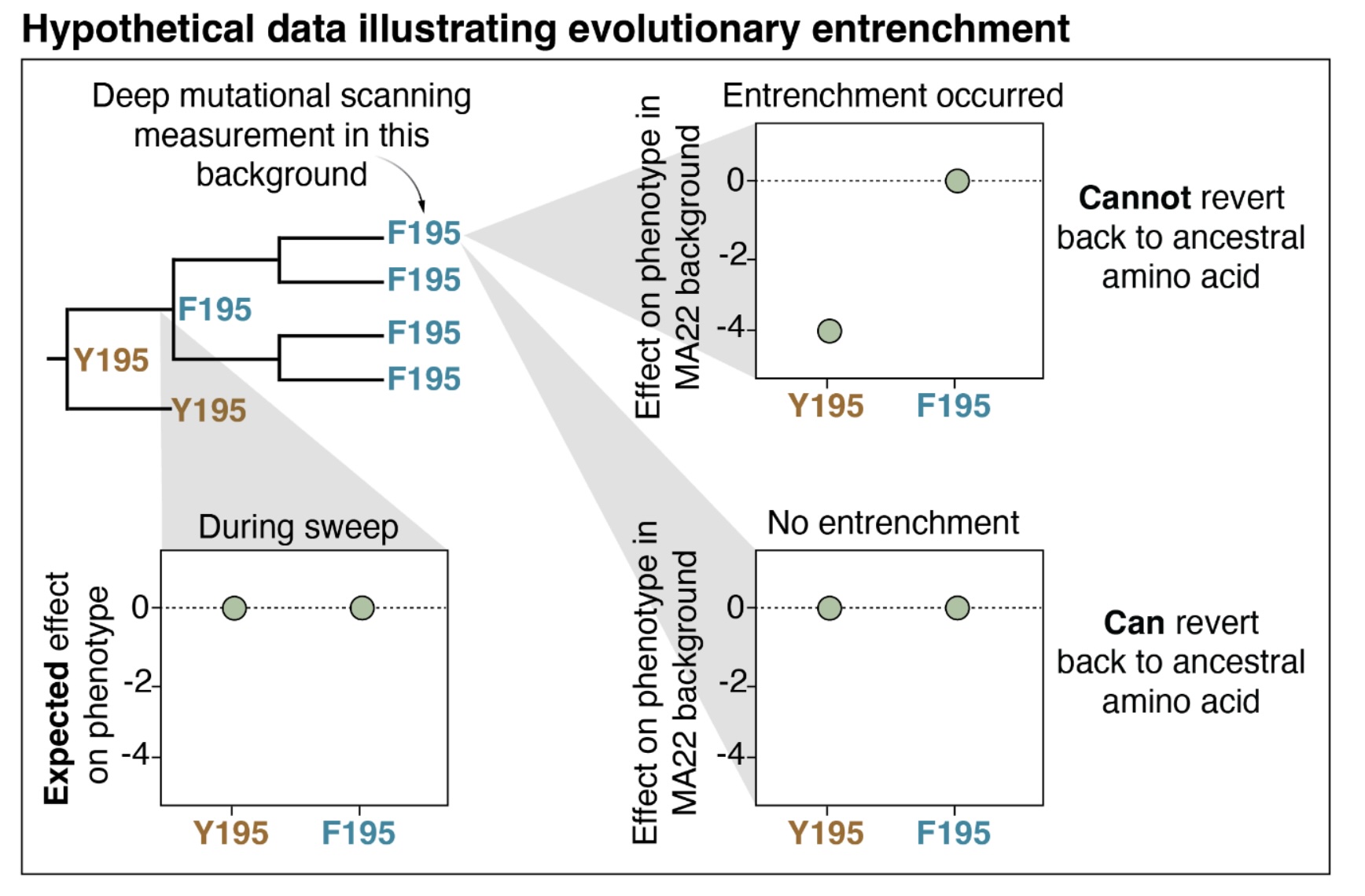 Image for Pleiotropic mutational effects on function and stability constrain the antigenic evolution of influenza hemagglutinin